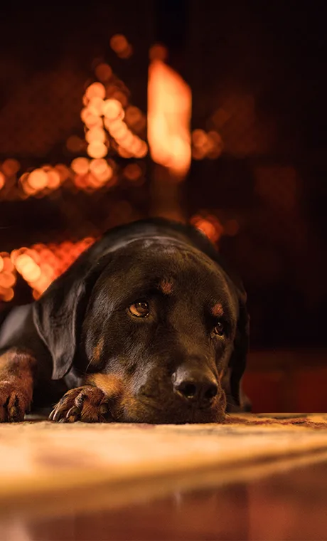 Black dog in front of a covered fire place