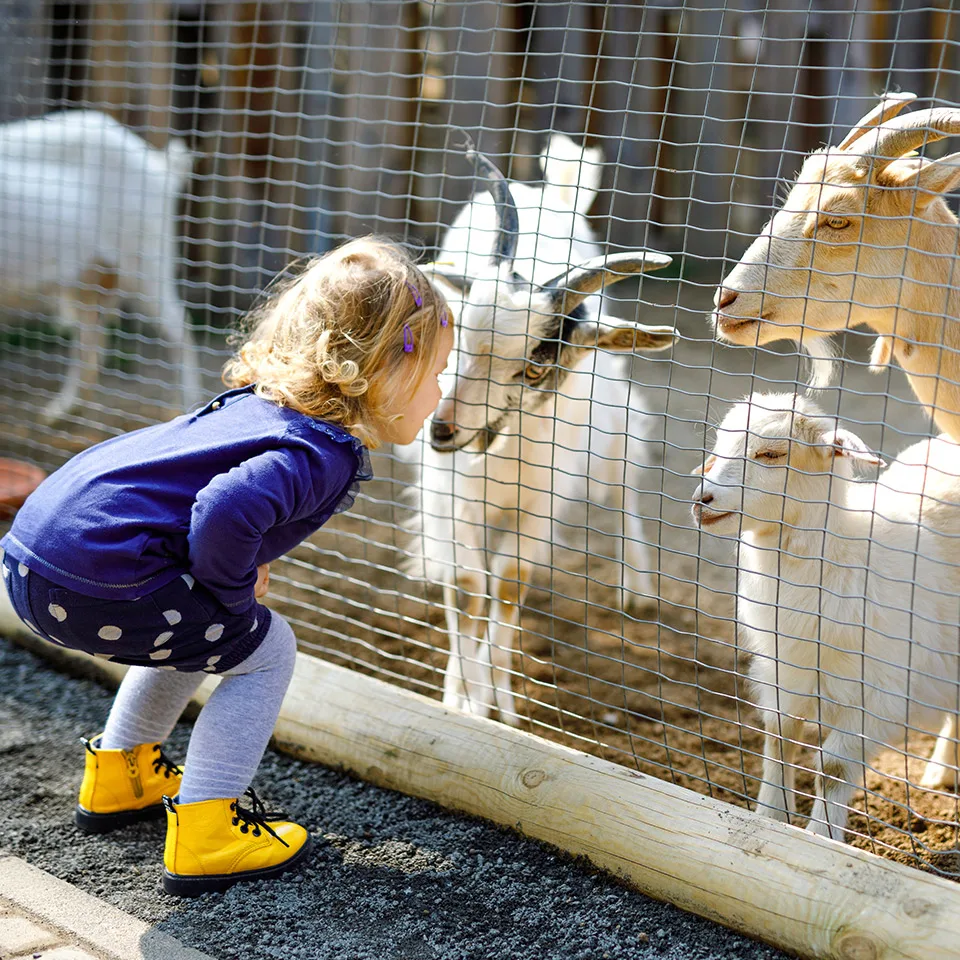 Young child meeting goats through a fence at a farm park